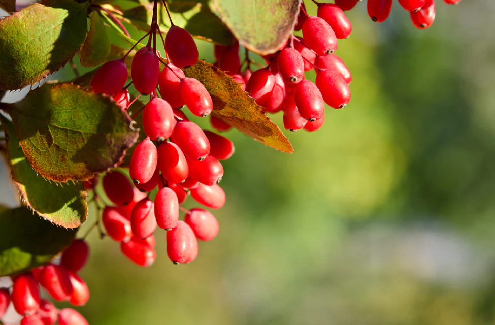 Granular Berberine