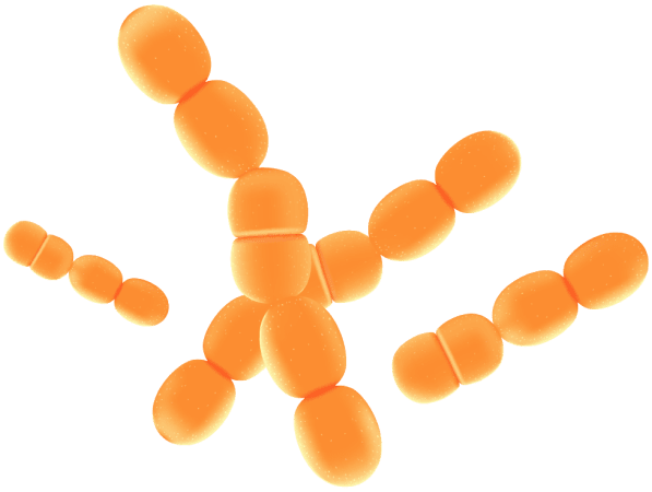 Lactobacillus Crispatus
